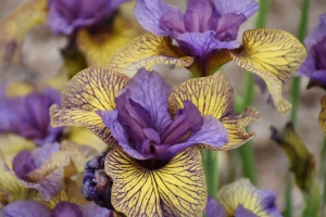 Iris 'Purring Tiger' New 2024